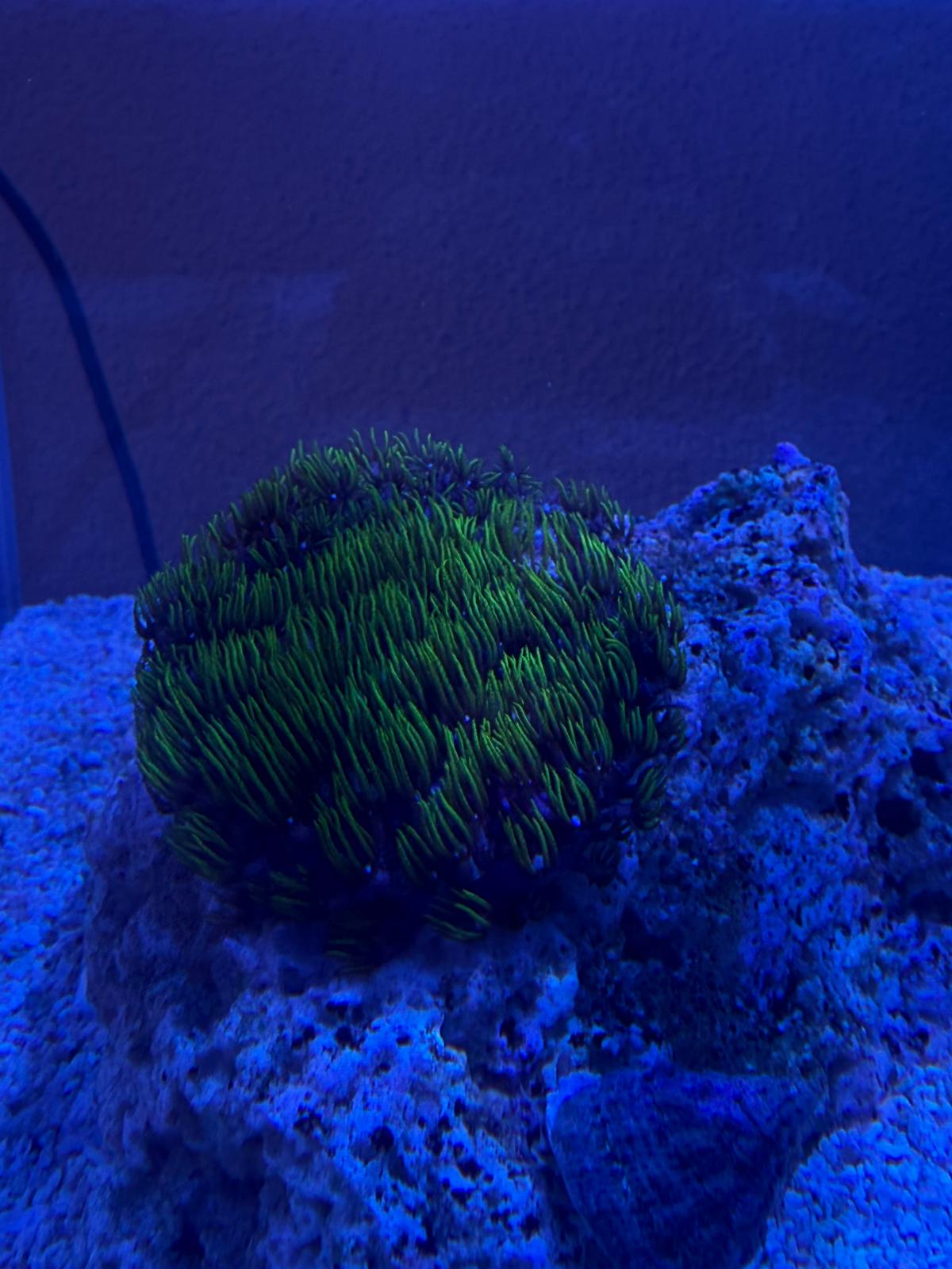 GSP