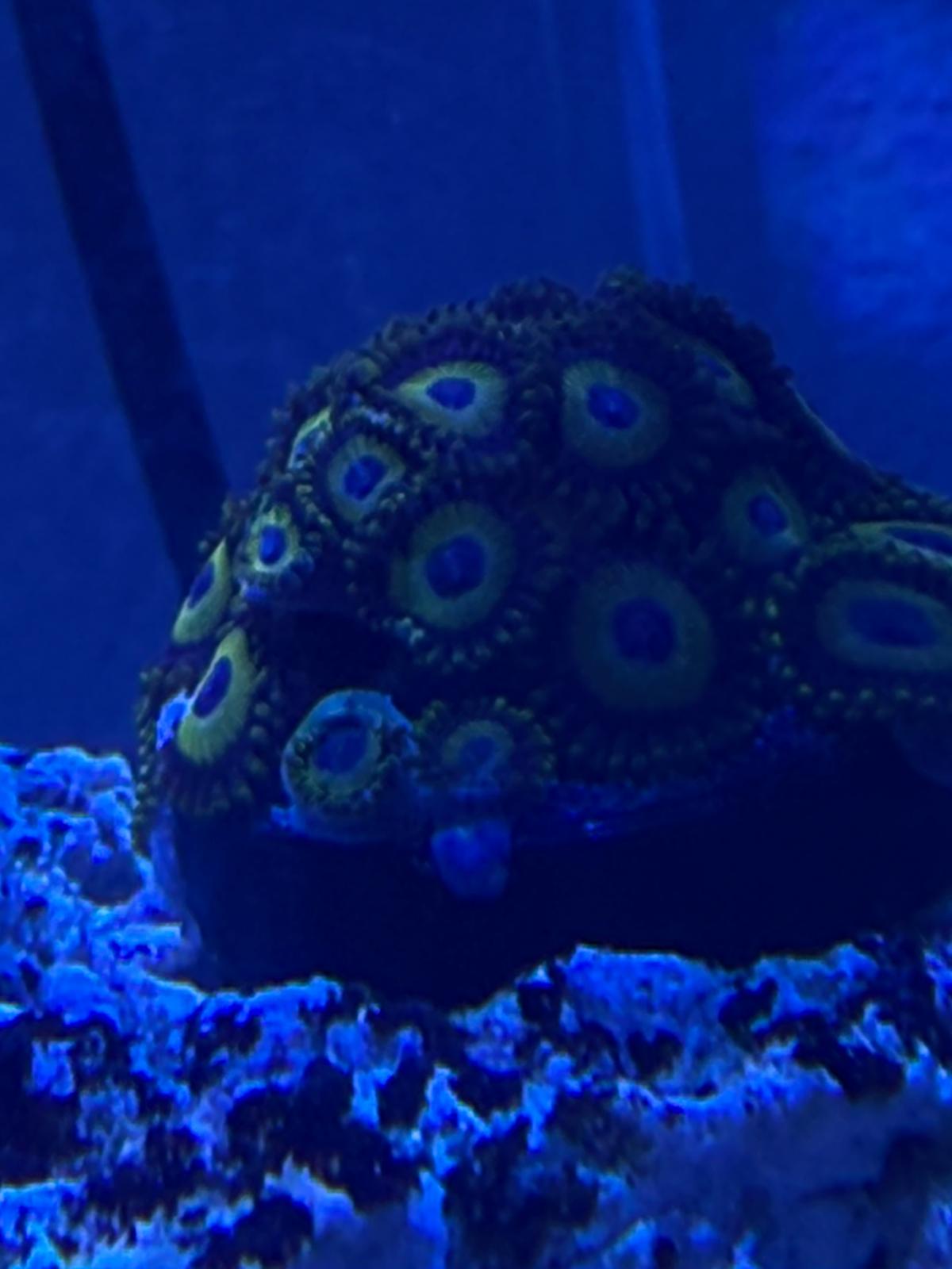Lakers Zoas