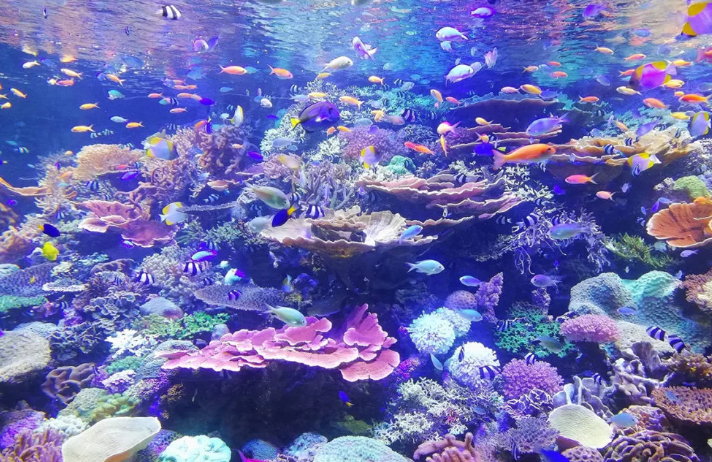 Vista geral do aquário reef
